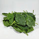 Épinard (500 g)