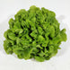 Feuille de chêne verte (la pièce)