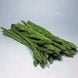 Asperge Verte (botte 500 g)