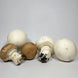 Champignon Blanc/Brun (250 g)