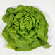 Laitue verte (la pièce)