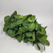 Menthe (2/3 brin) Offert