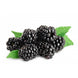 Mûre (barquette 125 g)